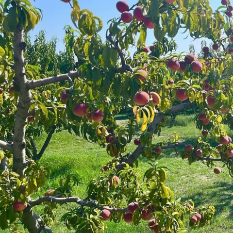 Ramo di pesco con frutti maturi in un pescheto di Montelabbate, prodotto a denominazione protetta delle Marche